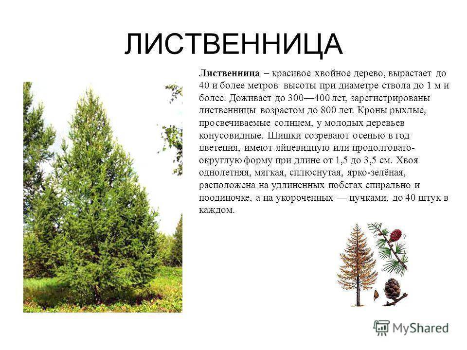 Лиственница: выращивание, уход и полив