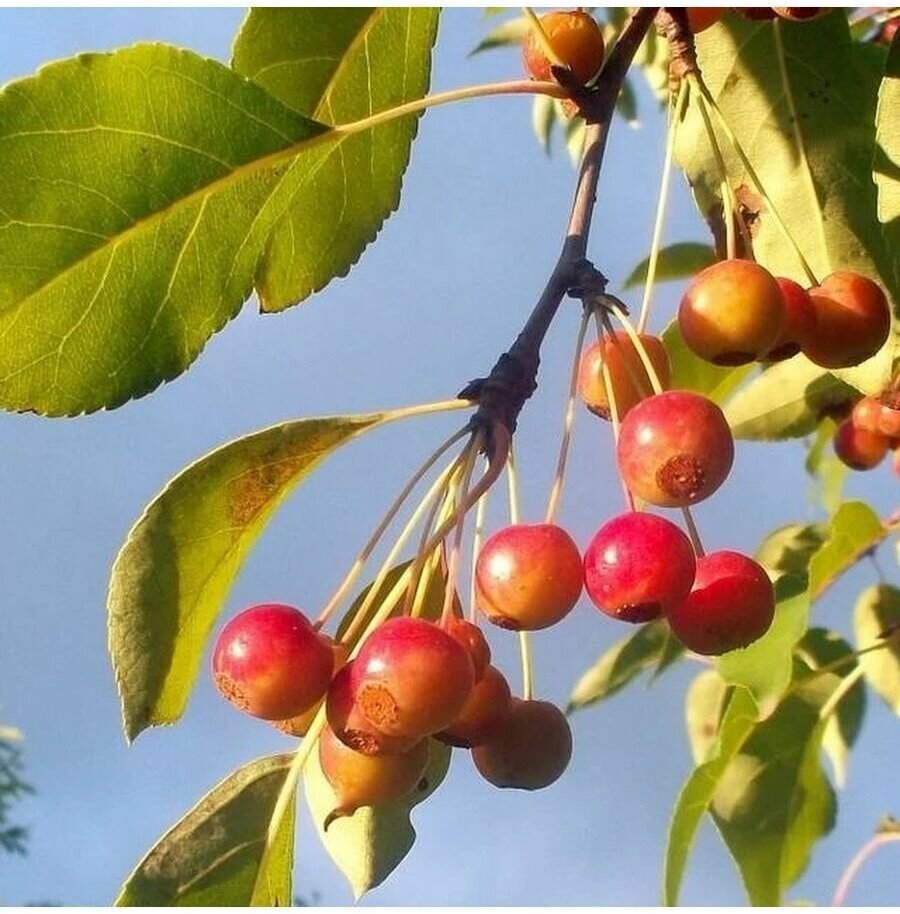 Декоративная яблоня роялти (malus royalty) — посадка и уход
