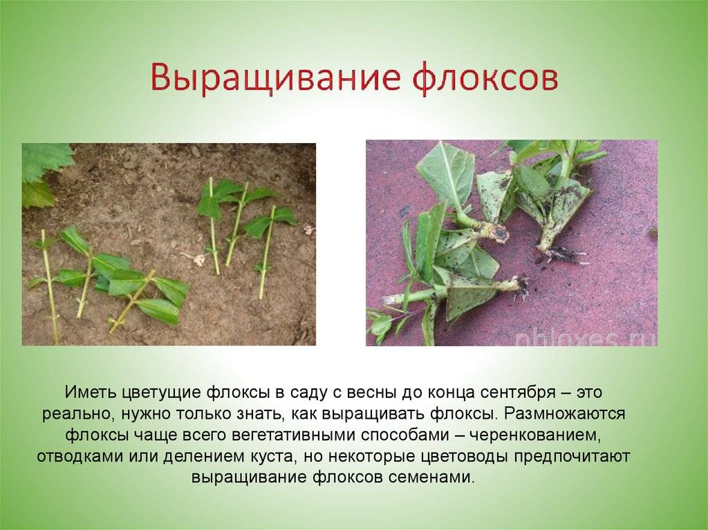 Герань: уход в домашних условиях, размножение и пересадка