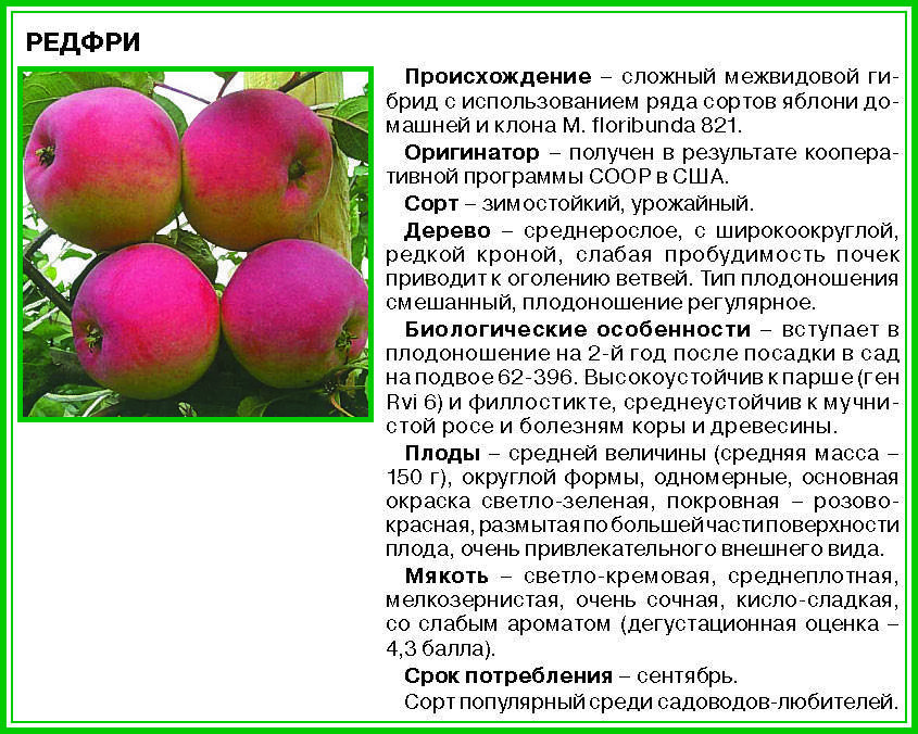 Яблоки апорт: описание сорта и фото его разновидностей, в том числе дубровского, правила выращивания и отзывы, болезни и вредители