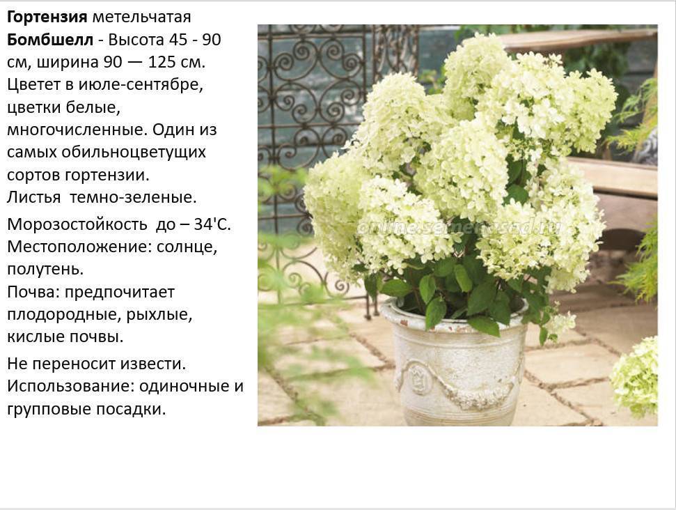 Гортензия (hydrangea) описание, выращивание, посадка и уход. программа pro цветы | flokus.ru - ландшафтный дизайн