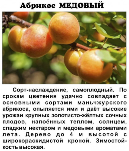 Загадочный чёрный абрикос