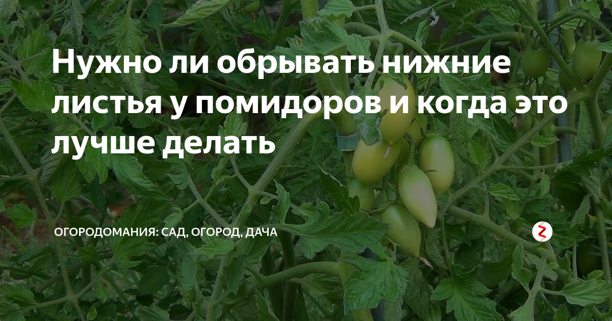 Детерминантные и индетерминантные сорта томатов - что это? - дачные советы.ру