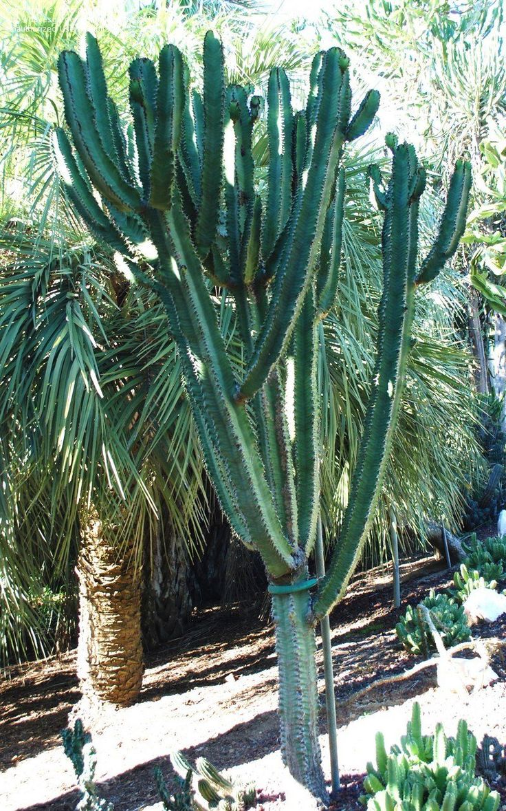 Euphorbia ammak | succulent city