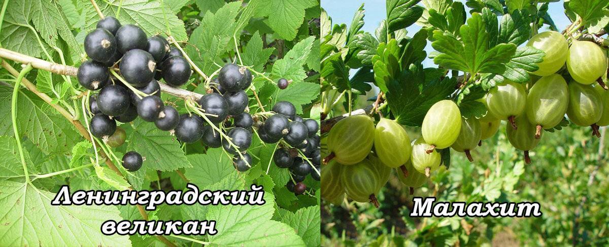 Смородина ленинградский великан: описание сорта, фото, отзывы
