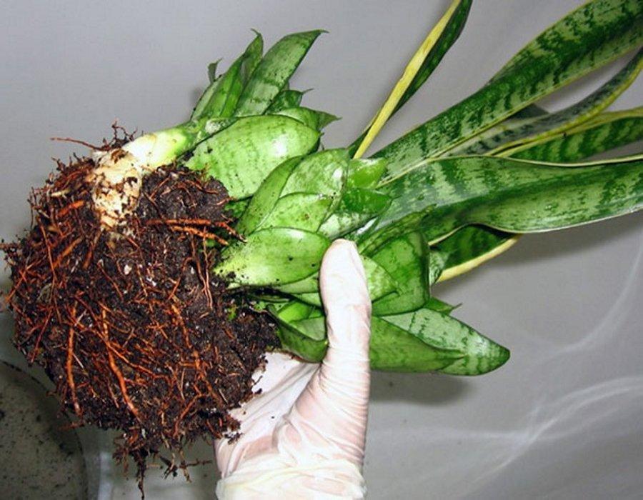 Сансевиерия цилиндрическая (sansevieria cylindrica): фото того, как цветет, описание выращивания и размножения, рекомендации по уходу в домашних условияхдача эксперт