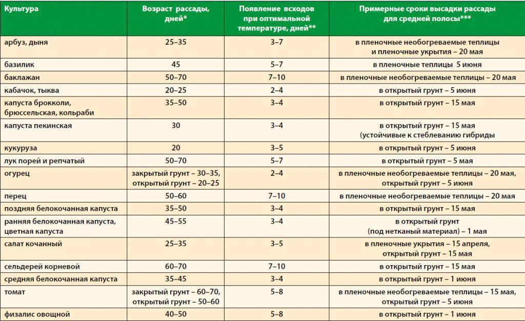 Редис дайкон: описание сорта, выращивание и уход