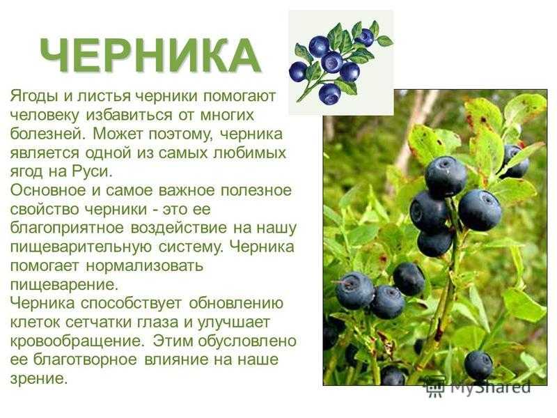 Черника обыкновенная и ее полезные свойства. применение, заготовка и фото черники.