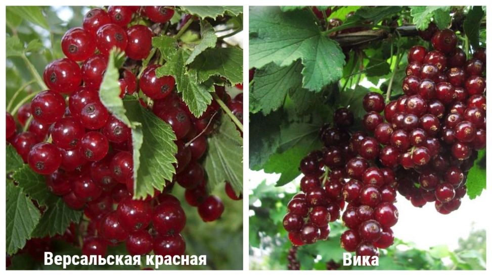 Описание сортов красной смородины со сладкими ягодами