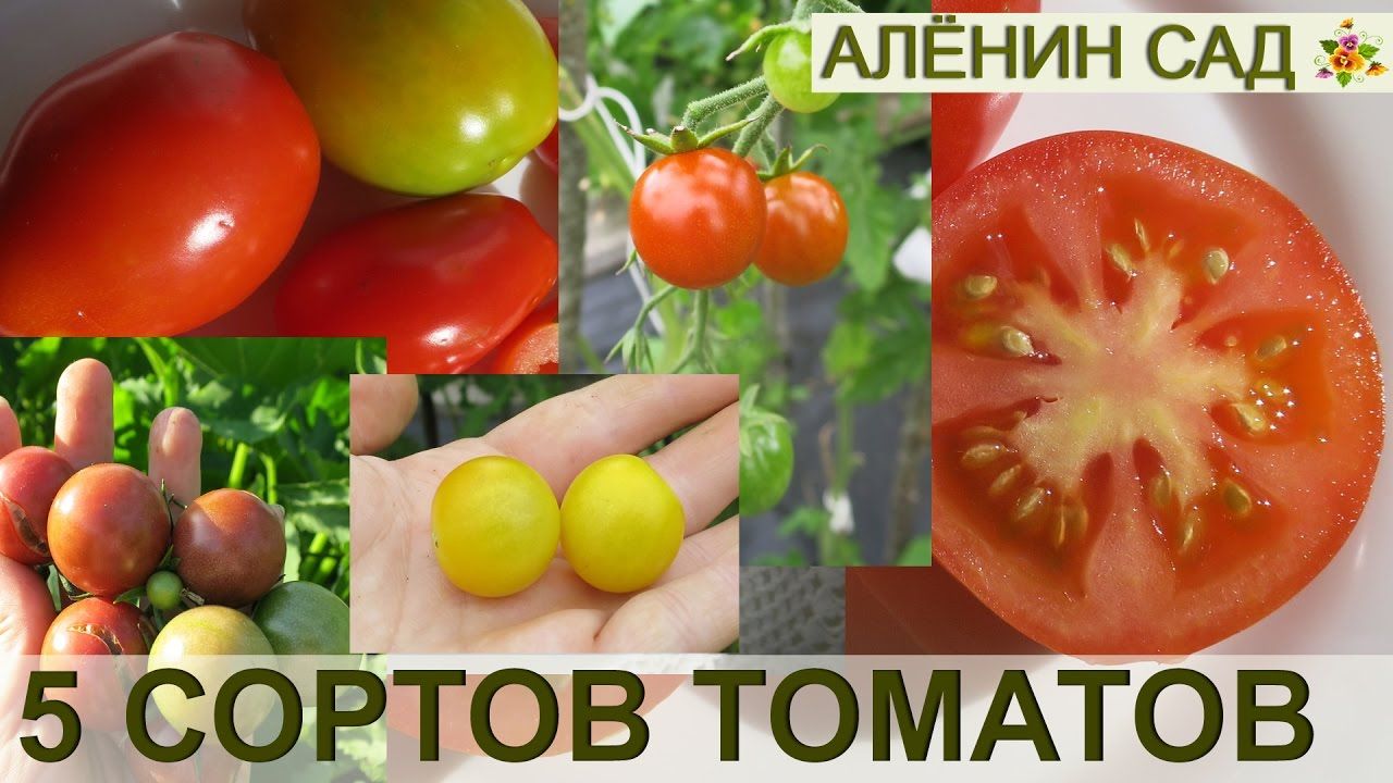 Похожие сорта томатов — томаты двойники