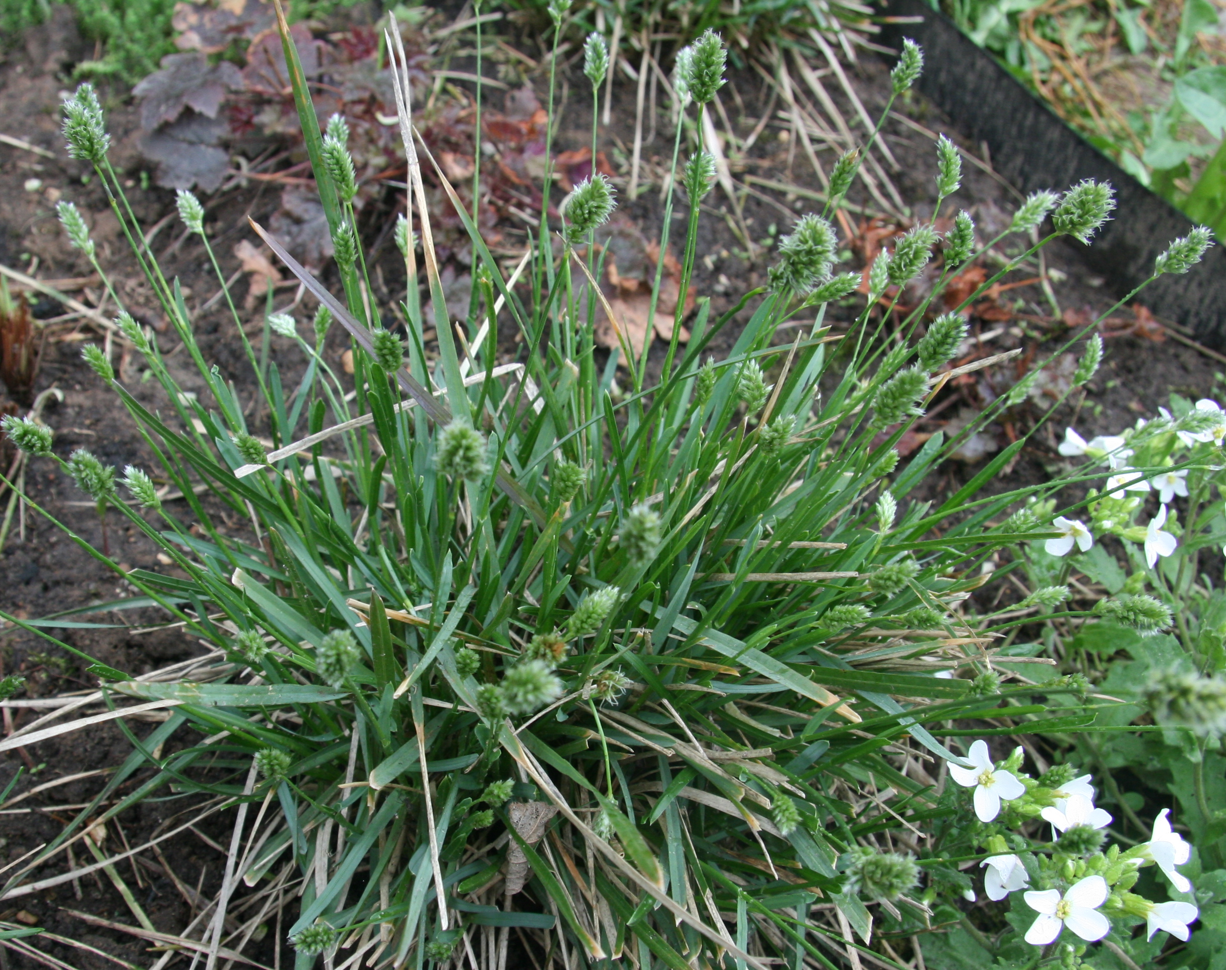 Луговик (deschampsia) — описание, выращивание, фото