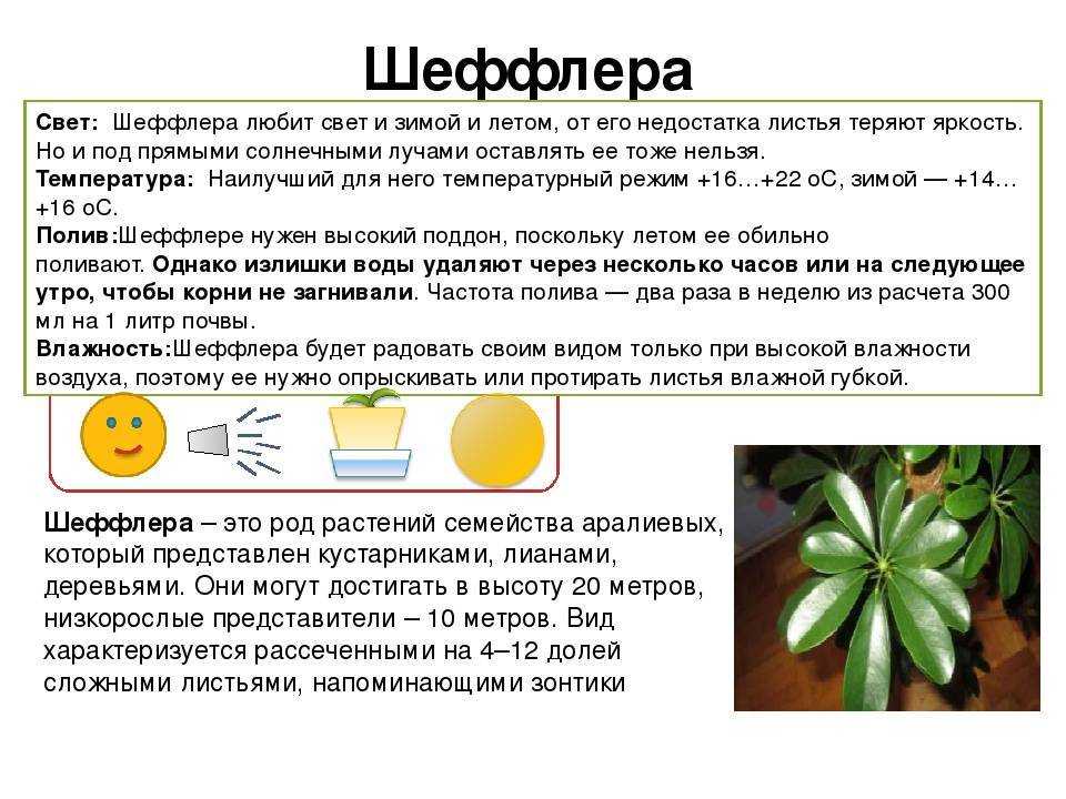 Цветок шеффлера: уход в домашних условиях, размножение и пересадка - sadovnikam.ru