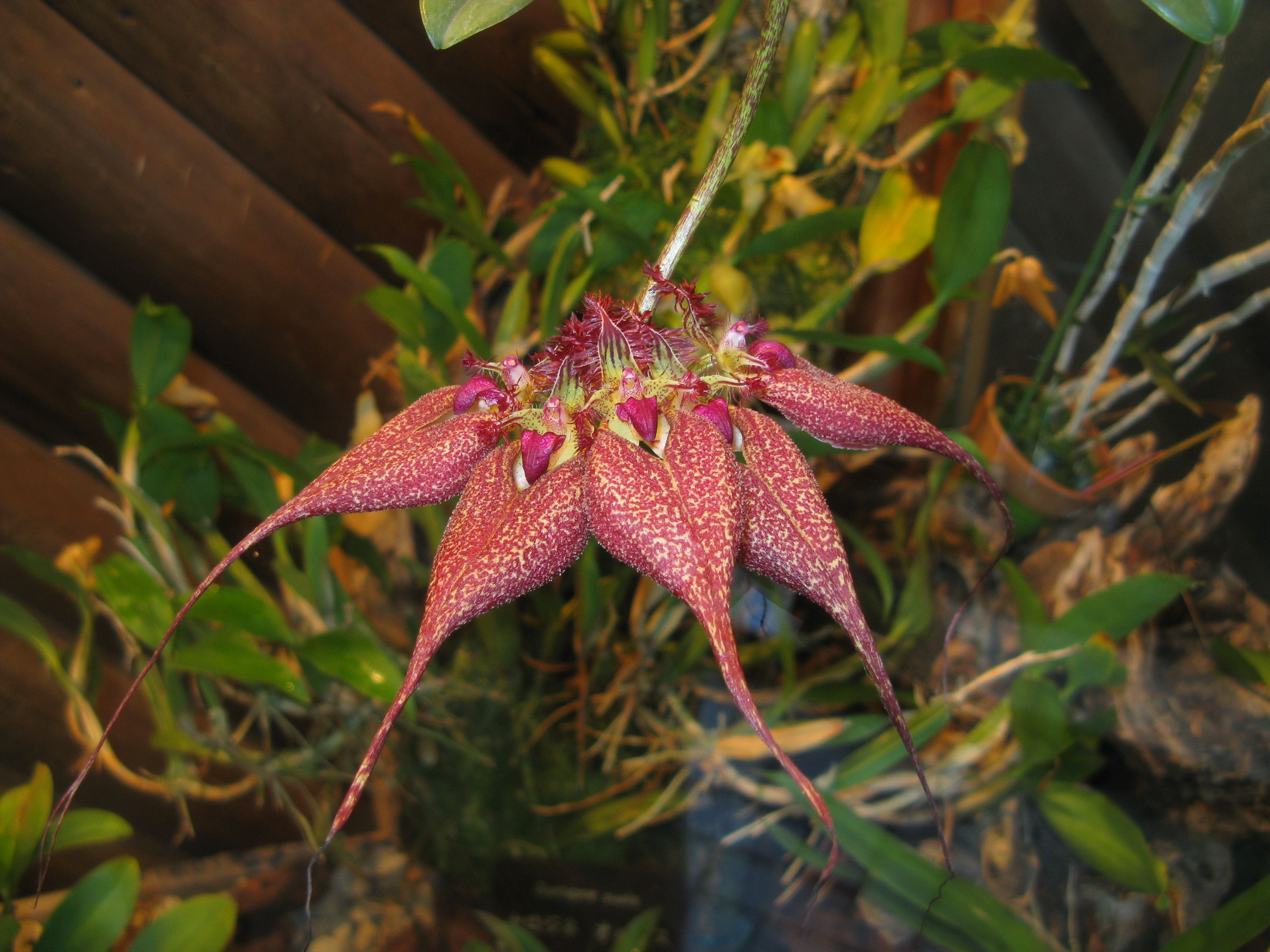 Бульбофиллум (лат. bulbophyllum) — описание, фото и сорта орхидей: фаленопсис и другие, а также выращивание и размножение selo.guru — интернет портал о сельском хозяйстве