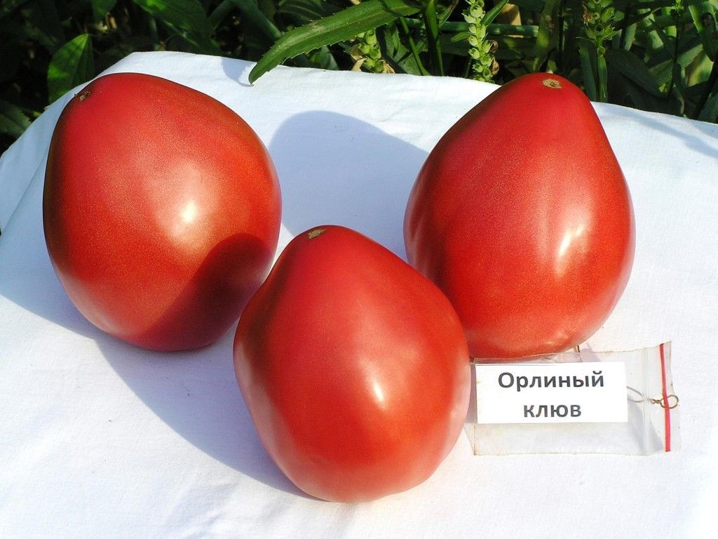 Помидоры: польза, вред и противопоказания | food and health