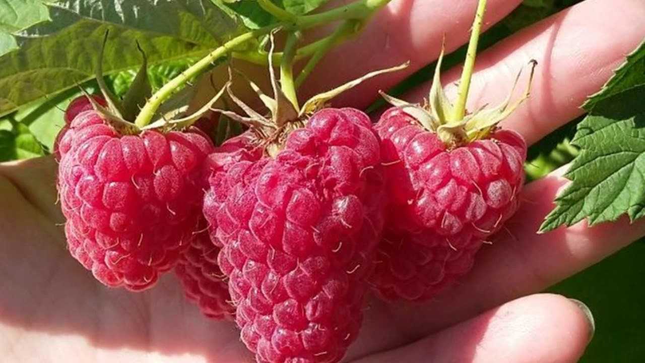 Малина жаклин: описание сорта, фото, отзывы садоводов, урожайность, посадка и уход