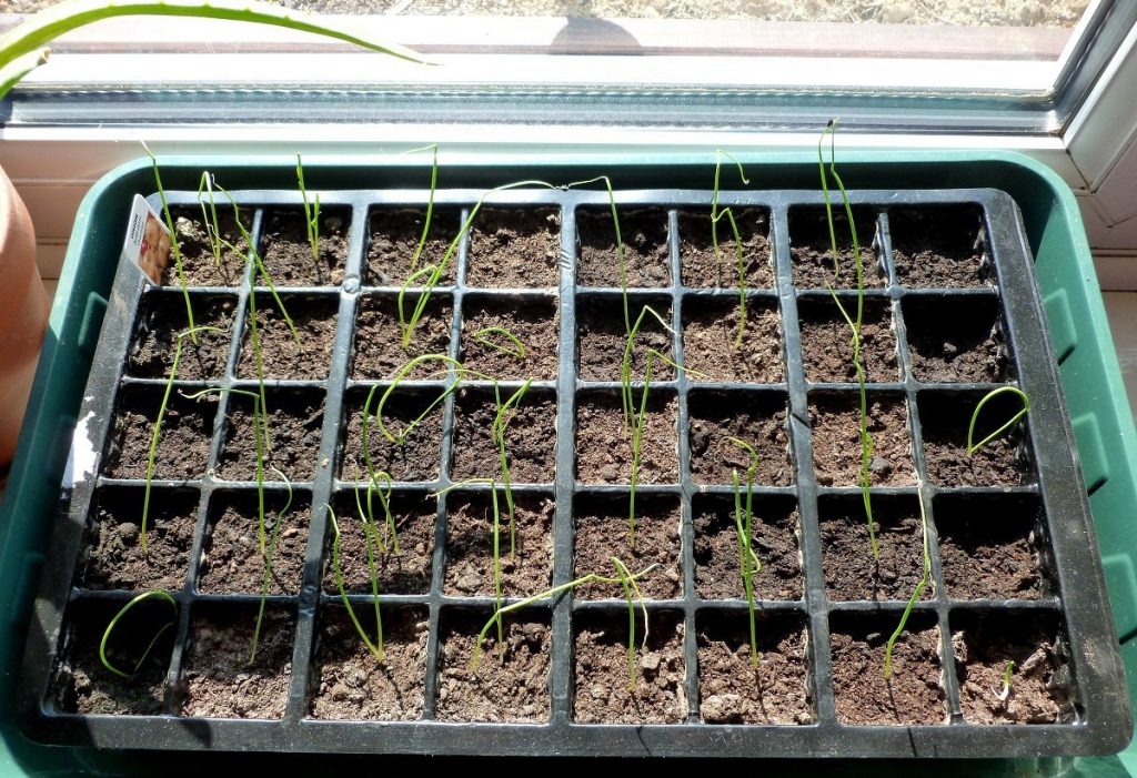 Allium ampeloprasum | online flower garden