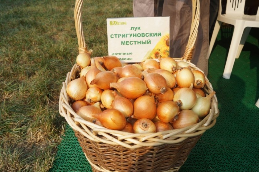 Лучшие сорта репчатого лука для россии