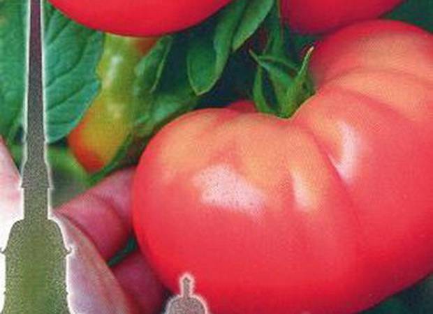 Томат момент: описание сорта, отзывы, фото, урожайность | tomatland.ru