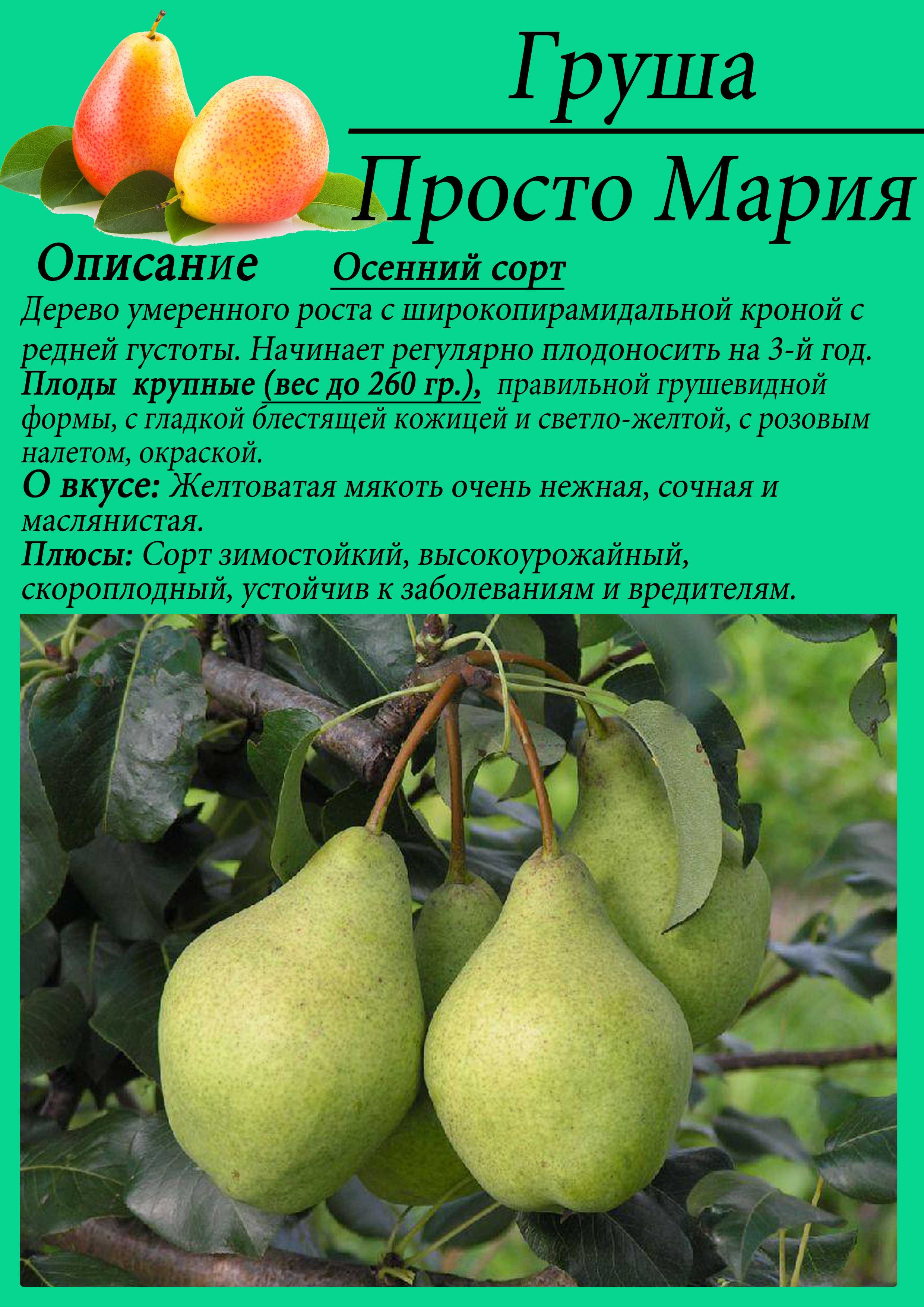 Груша сказочная: описание сорта, фото, отзывы садоводов, опылители, морозостойкость, выращивание