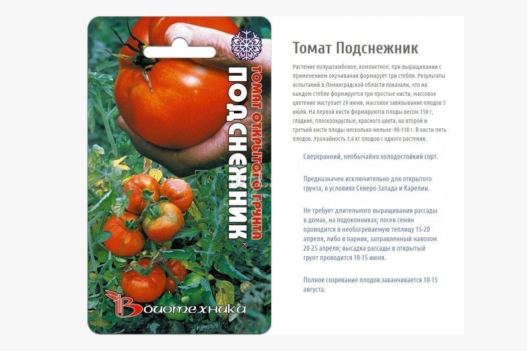 Характеристика томатов сорта снегирь