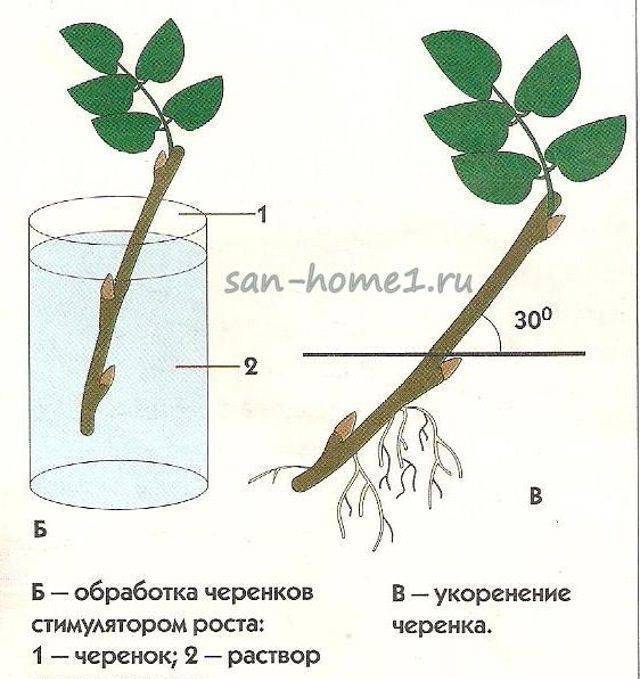Пеперомия ангулата уход в домашних условиях