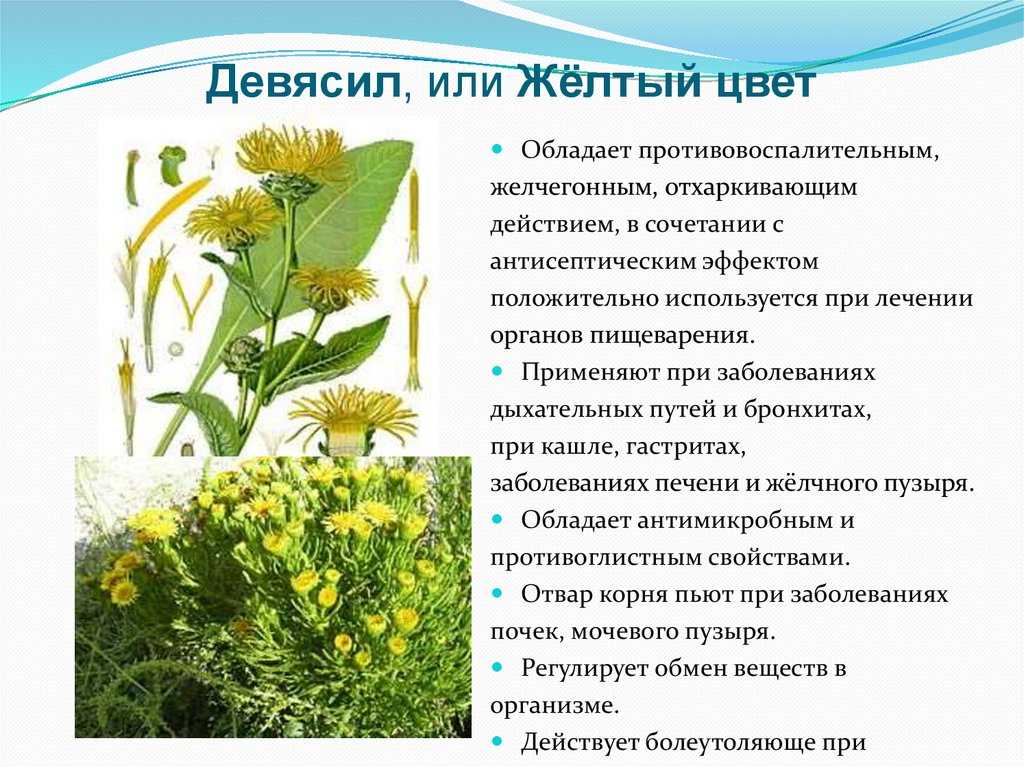 Трава девясил: лечебные свойства и противопоказания, фото, посадка и уход