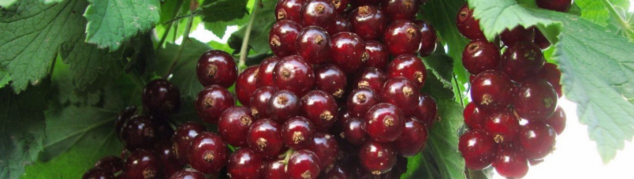Сорт красной смородины вика (виктория): преимущества и недостатки