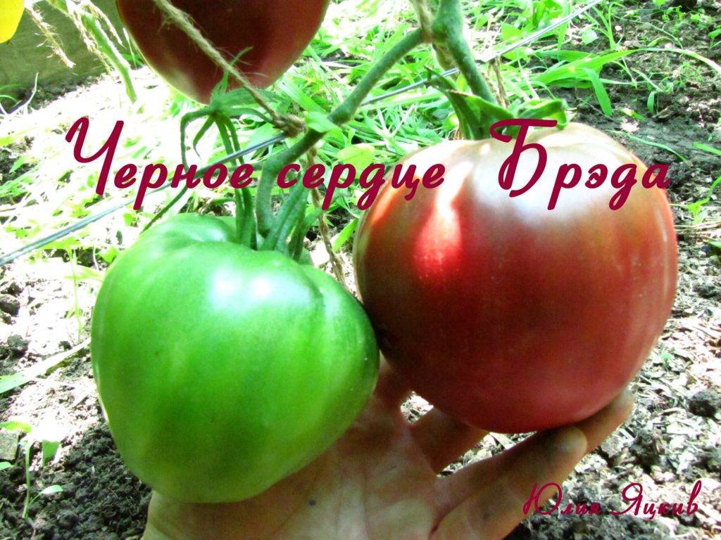 Томат черное сердце бреда: характеристика сорта, описание, отзывы, урожайность