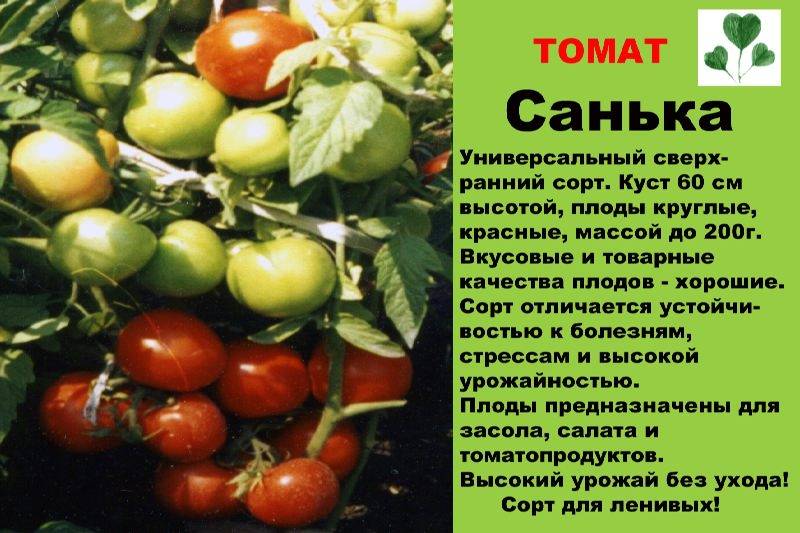 Томат санька: достоинства и недостатки урожайного сорта