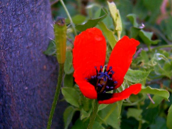 Argemone plant growing & care guide for gardeners