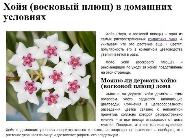 Хойя: уход,выращивание,описание,размножение,фото,видео,полив,подкормка | аквариумные рыбки
