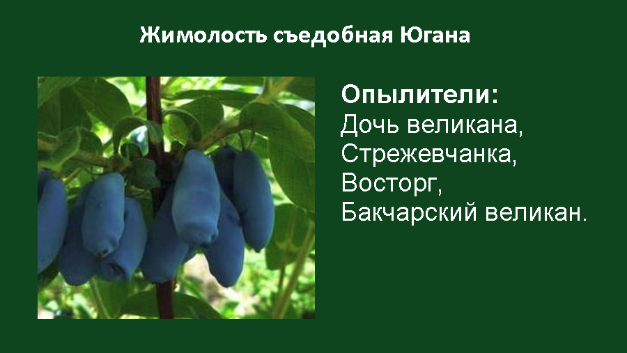 Жимолость томичка: описание сорта, фото, посадка и уход, опылители, морозостойкость