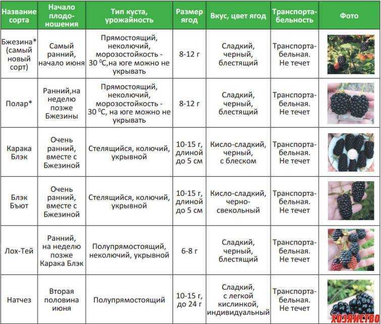 Правильный уход за клубникой в августе – залог урожая на будущий год