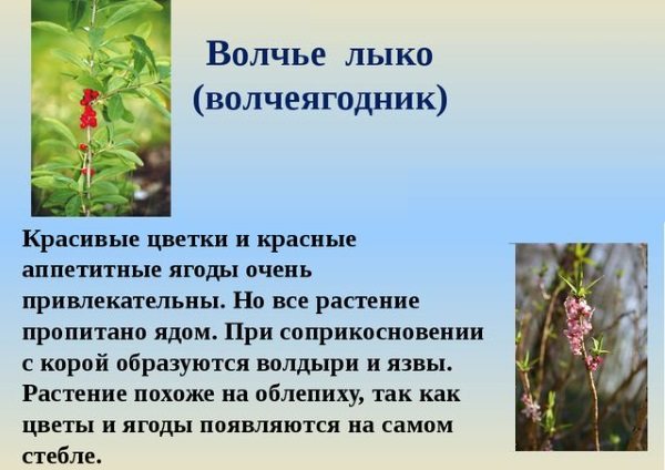 Волчье лыко — кустарник красивый, но очень опасный