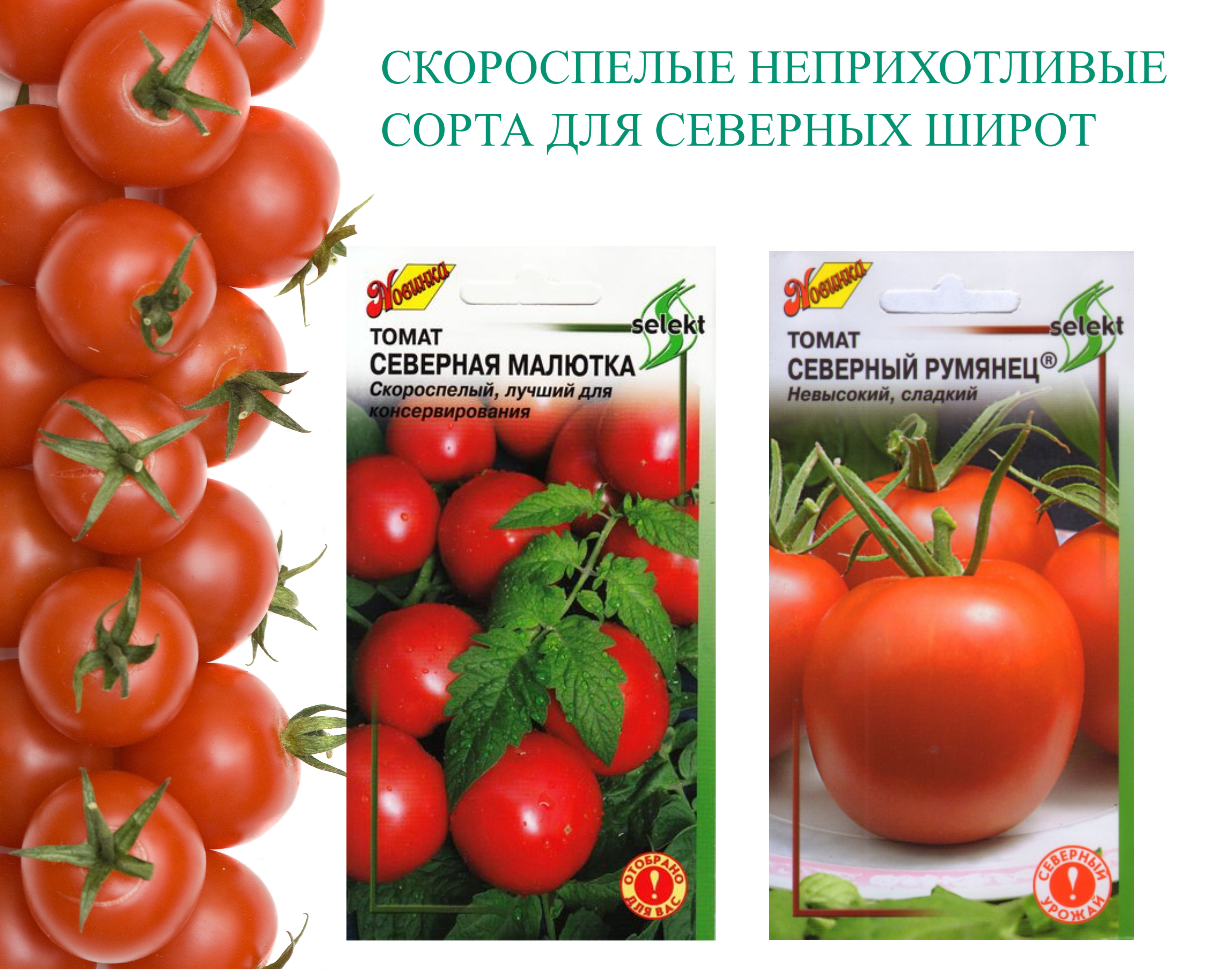 Томат северная малютка: характеристика и описание сорта с фото