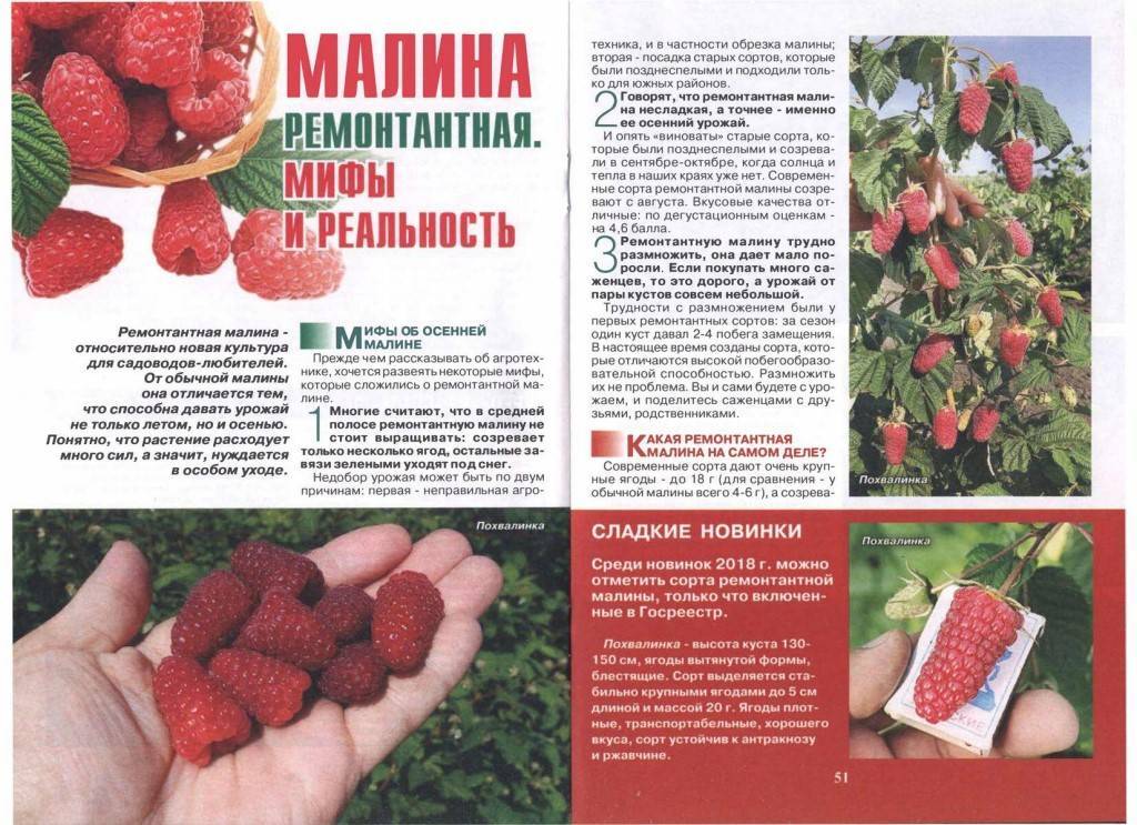 Сибирская селекция - малина