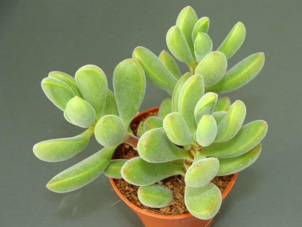 Crassula perforata f. variegata — толстянка продырявленная, пестрая форма.