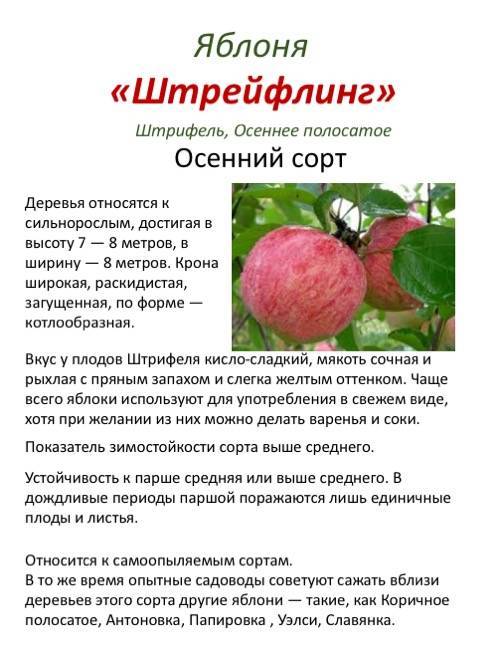 Сорт яблок штрифель или осенние полосатые: описание сорта, правила посадки и ухода