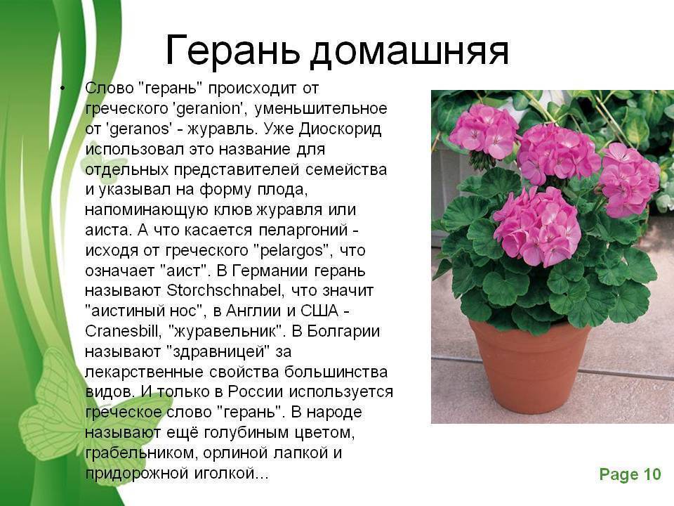 Пеларгония зональная: уход в домашних условиях, сорта, фото