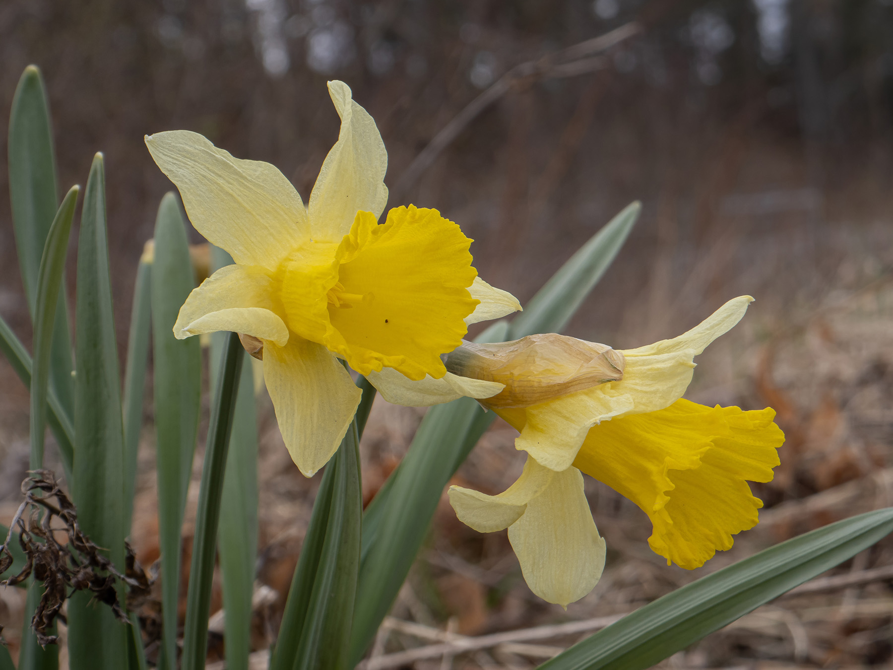 Нарцисс псевдонарцисс - narcissus pseudonarcissus - dev.abcdef.wiki
