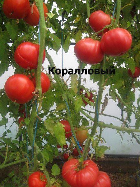 Томат коралловый риф: отзывы, характеристика и описание сорта, фото куста