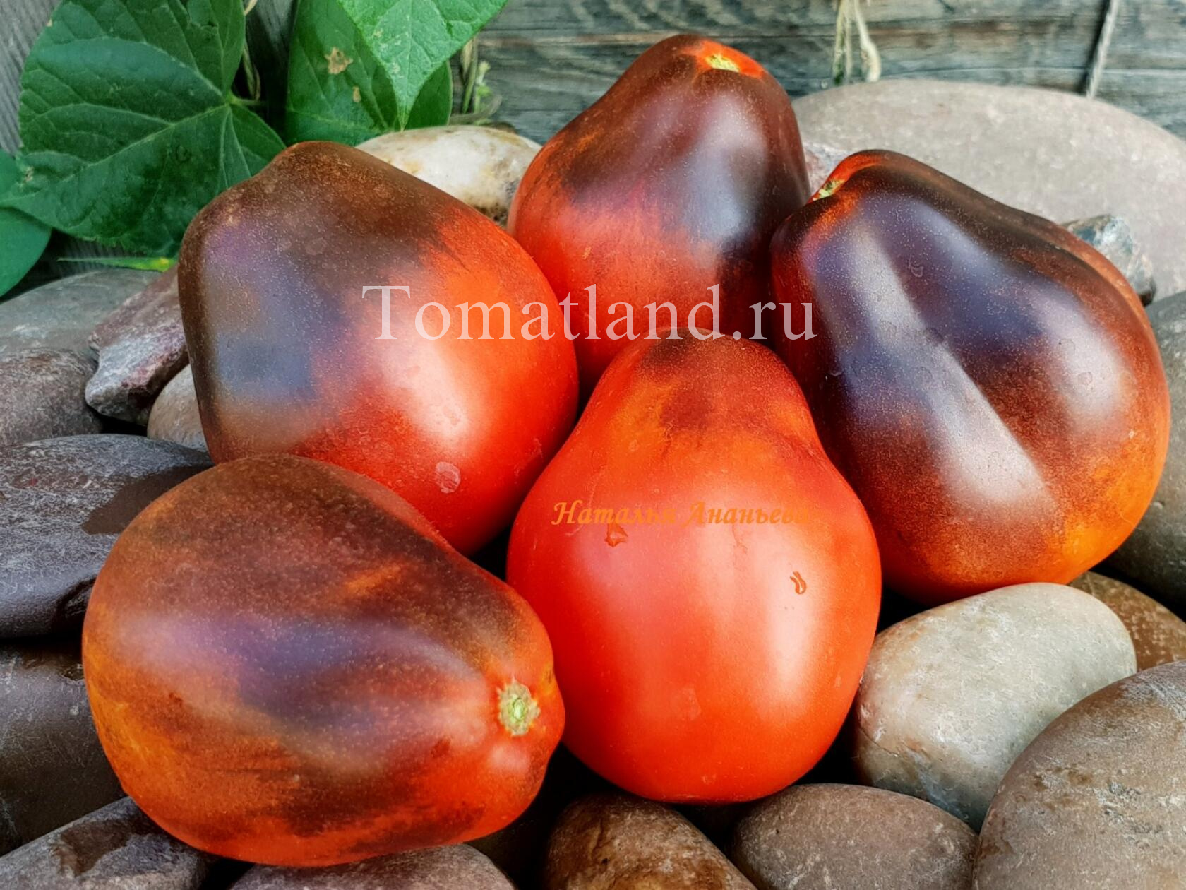 Томат лорд: описание сорта, отзывы, фото