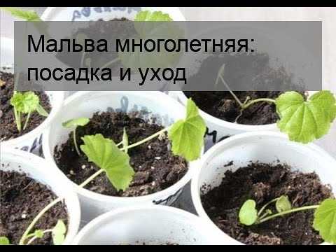 Шток-роза: посадка и уход в открытом грунте; выращивание из семян (+фото)