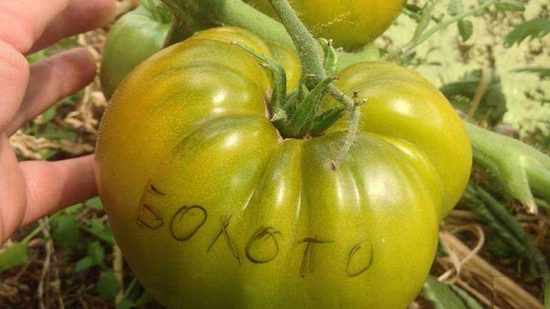 Томат болото: описание сорта, фото, отзывы, урожайность