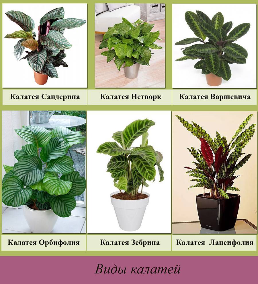 Калатея варшевича (calathea warscewiczii): фото, уход в домашних условиях, проблемы с листьями