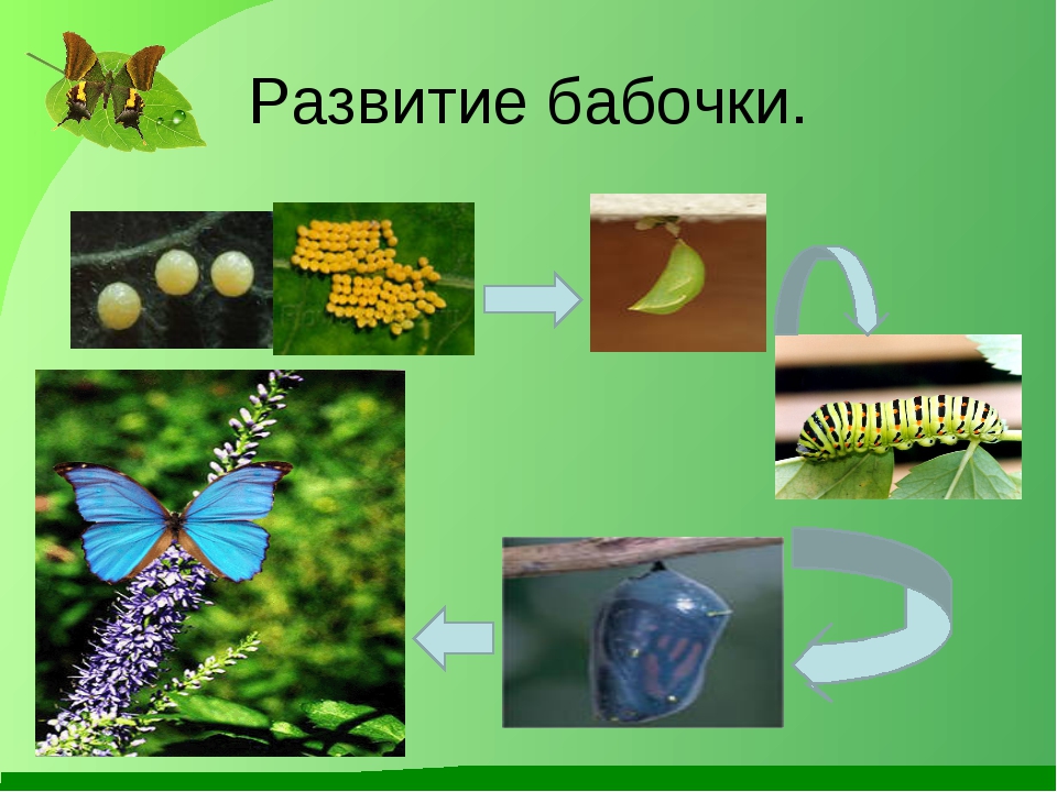 Кольчатый коконопряд (шелкопряд)