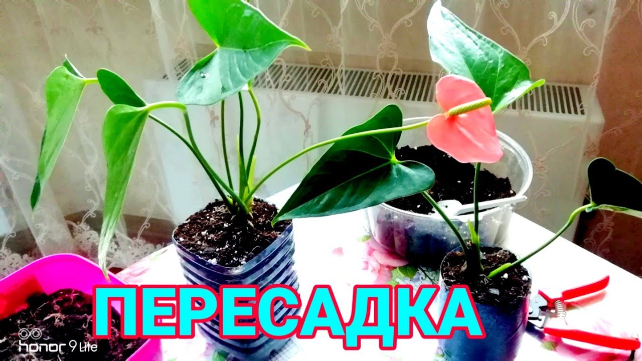 Антуриум андре: уход в домашних условиях, сорта андиранума - микс, чемпион, беби бумер, черный принц, черная королева