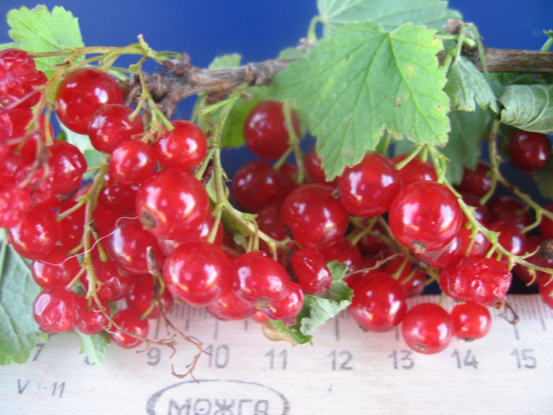 Смородина константиновская описание сорта | хороший урожай🍎