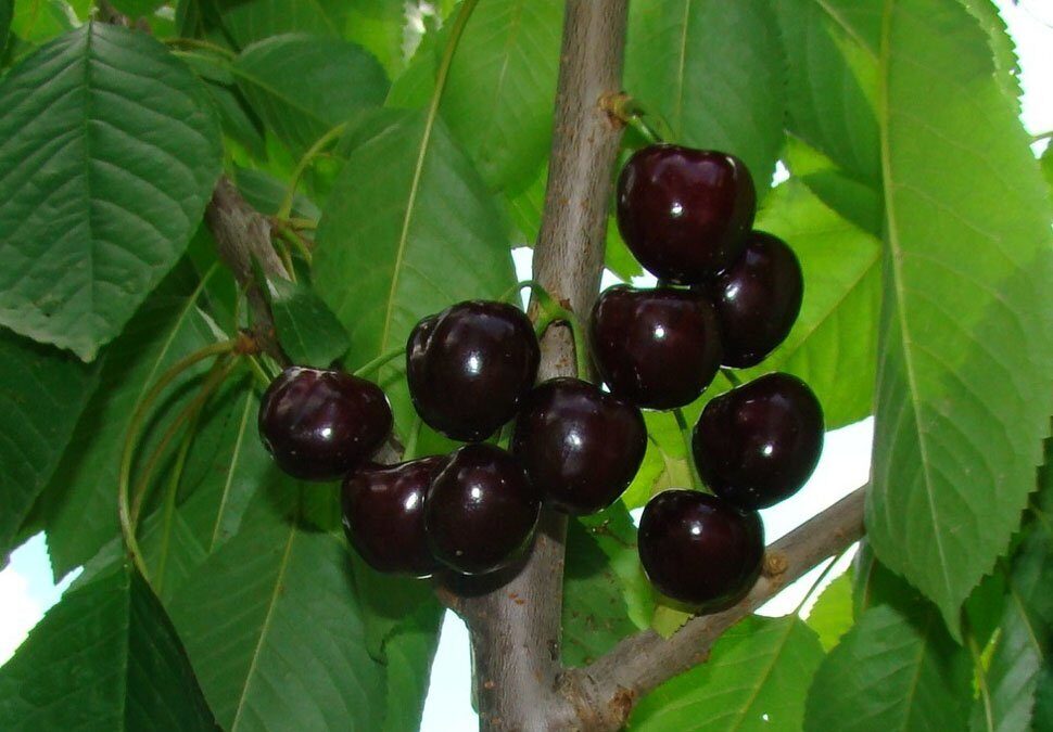 Черешня французская черная