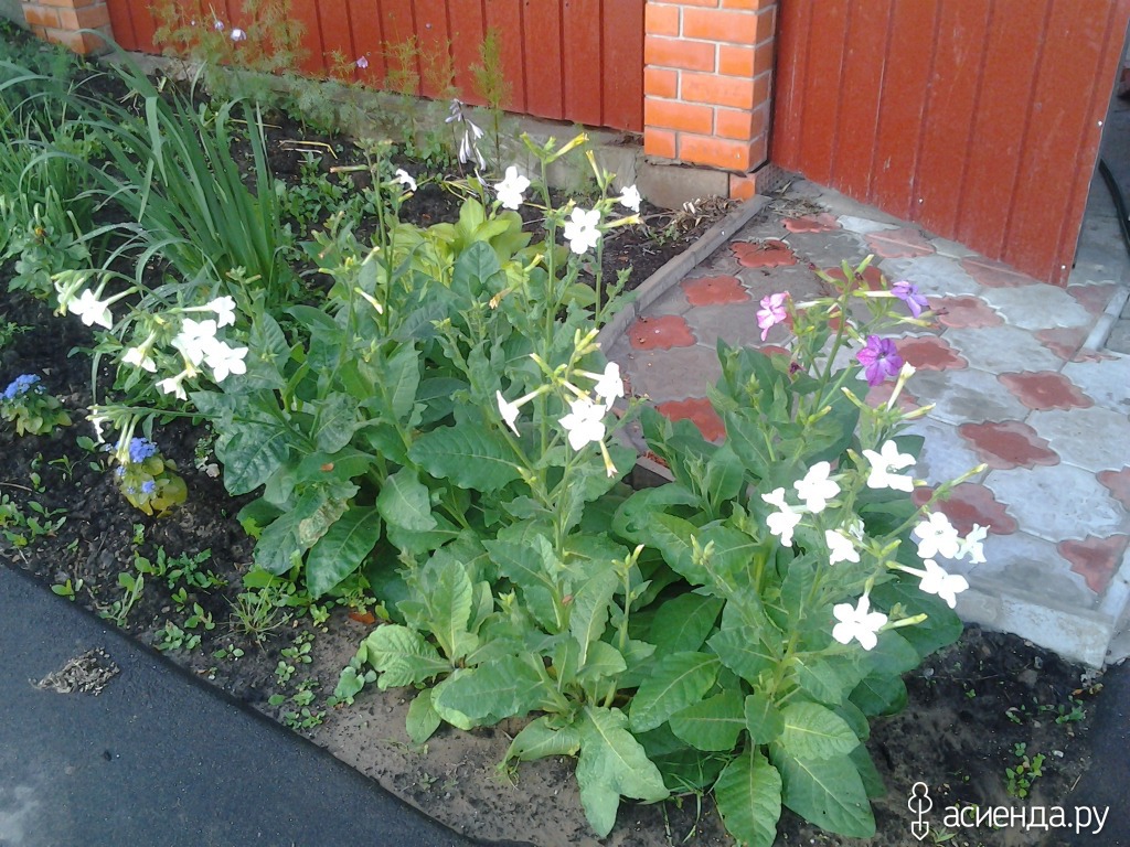 Табак крылатый ( nicotiana )